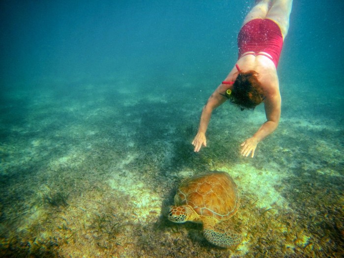 Swimming with sea turtles. Akumal, Yucatan, Mexico.
